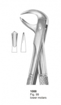  Fig. 99 lower molars 
